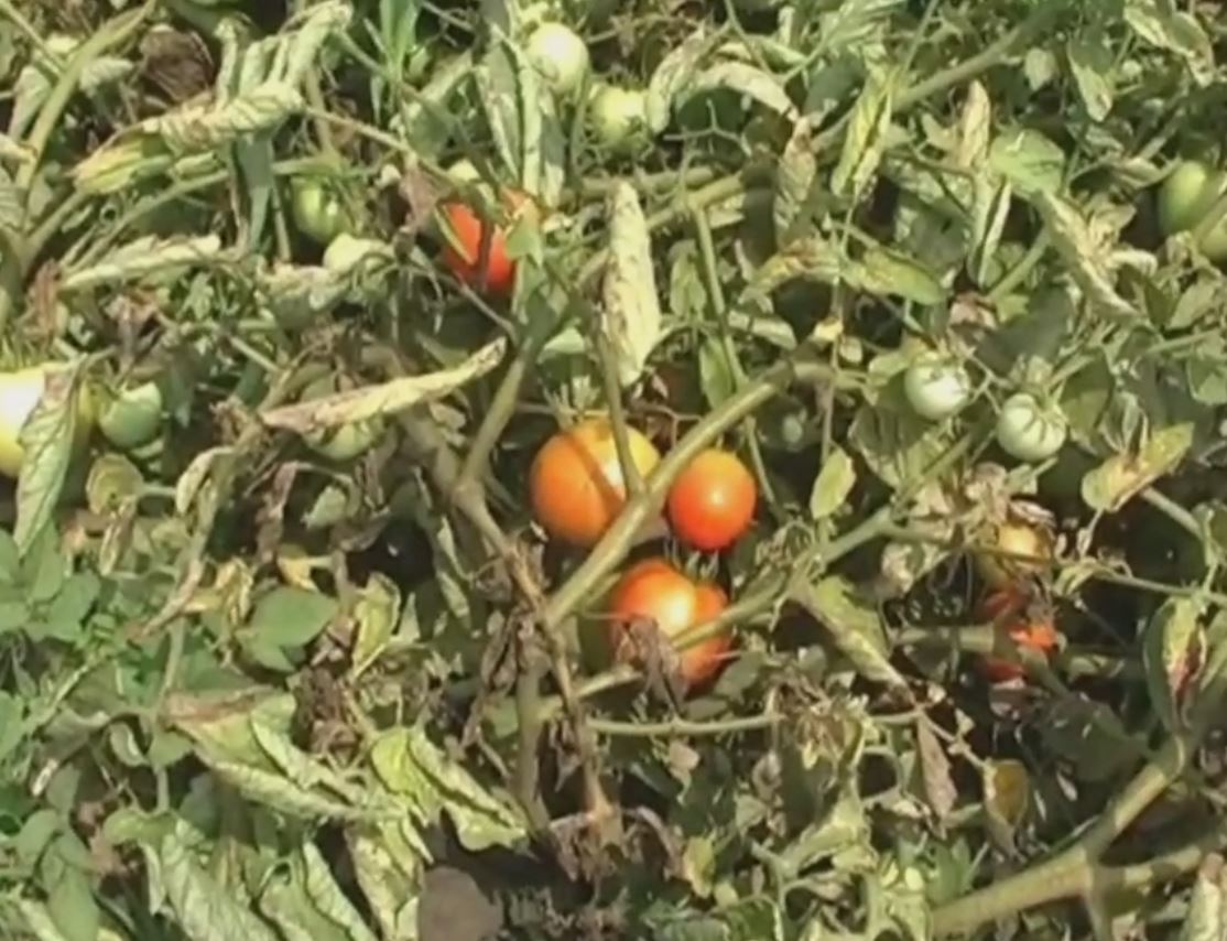 tomato farming in karnal