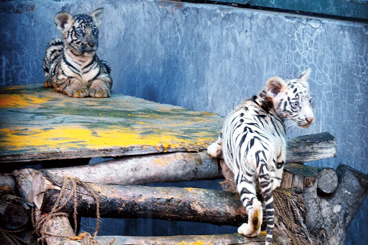 Cubs of Royal Bengal Tiger