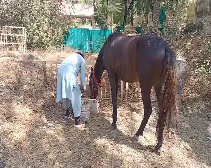 horse owner Shaikh Yusuf