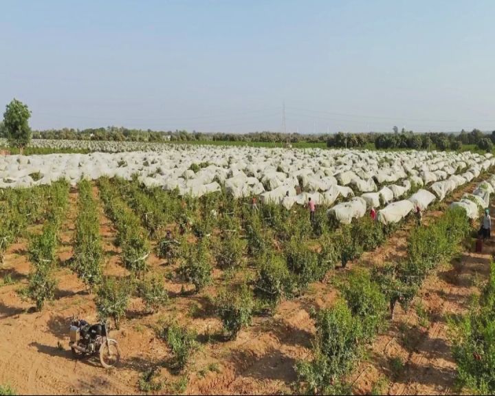 આ વર્ષે વેપારીઓને સારા ભાવ મળી(Pomegranate crops getting good prices) રહ્યા છે અને વિદેશમાં એક્સપોર્ટ પણ કરી રહ્યા છે.