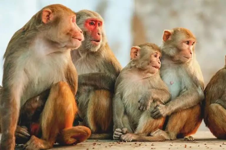 monkey problem in himachal