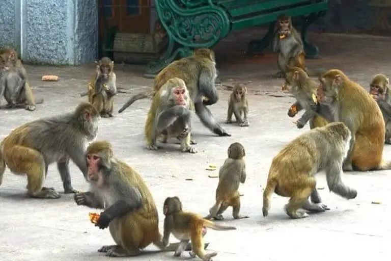 monkey problem in himachal