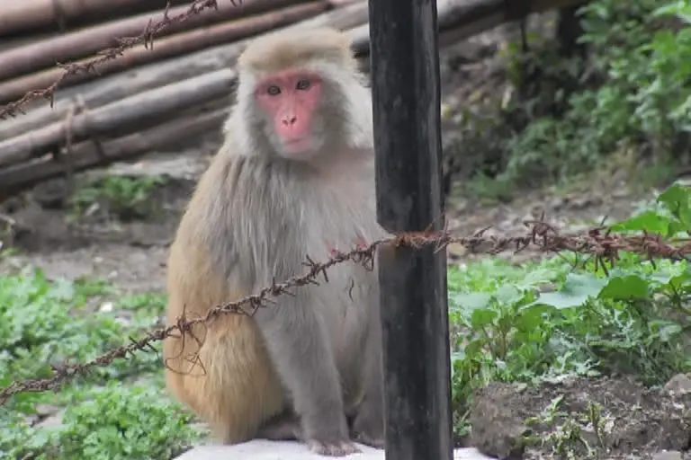 monkey problem in himachal