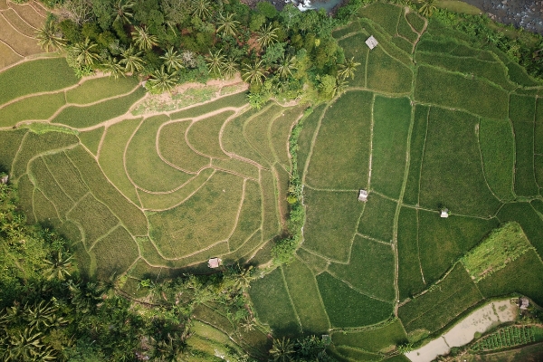 ட்ரோன்கள் மூலம் பூச்சிக்கொல்லி மருந்து