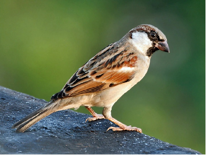 world sparrow day