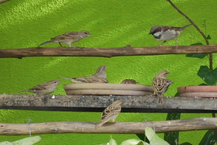 sparrows protection