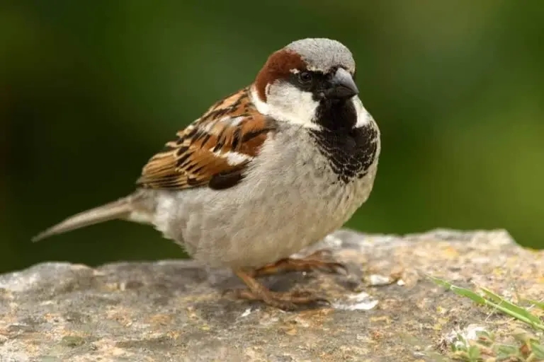 world-sparrow-day-celebrations-in-all-over-world-today