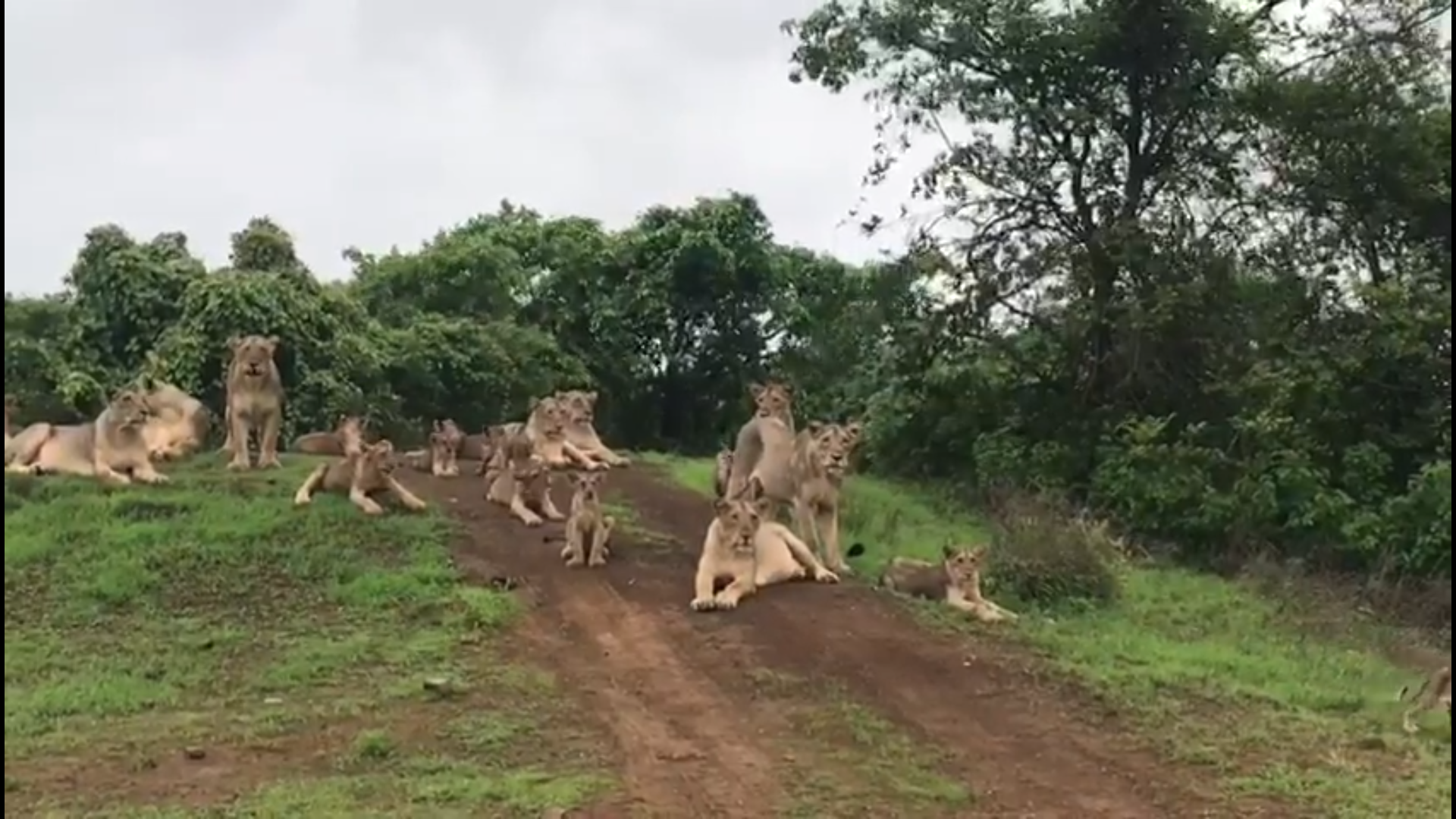 ગીરમાં અનેક પ્રાણીઓની સંખ્યા વધી