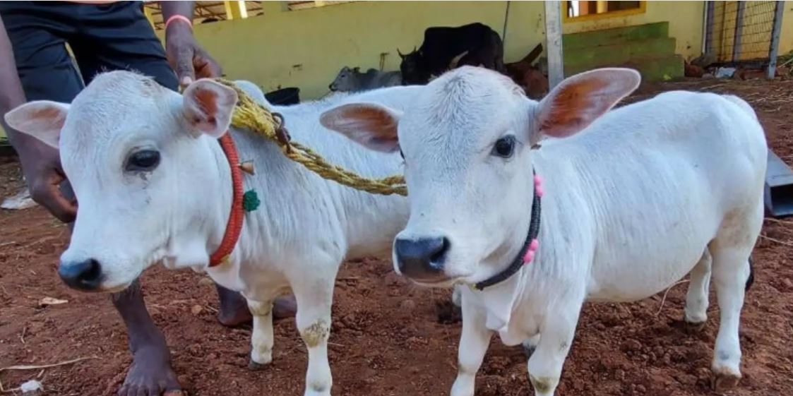 Cow of Punganur breed speciality