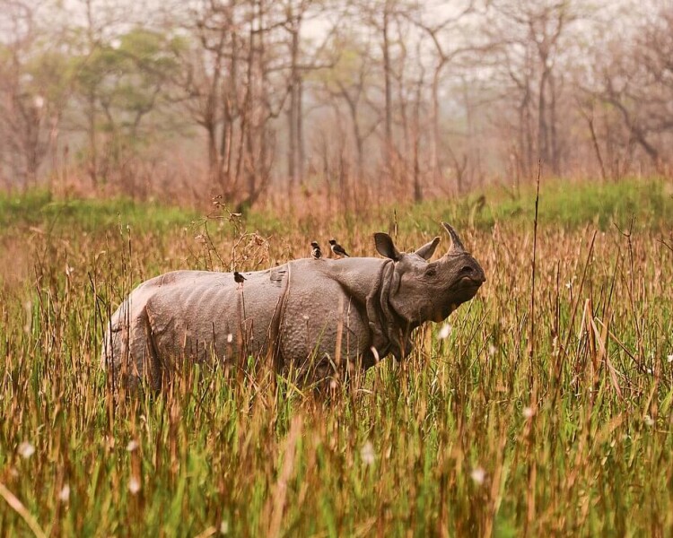 One horned rhino census 2022