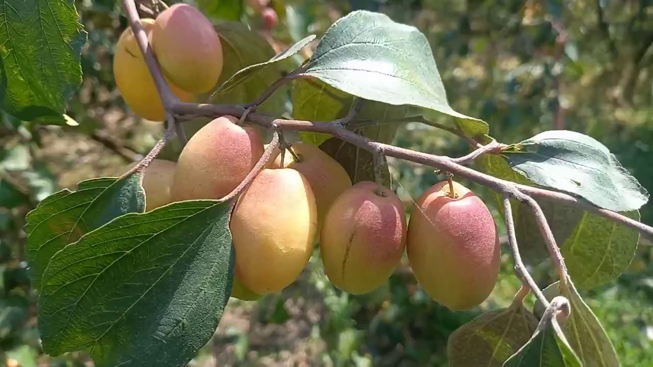 berry cultivation sonipat haryana