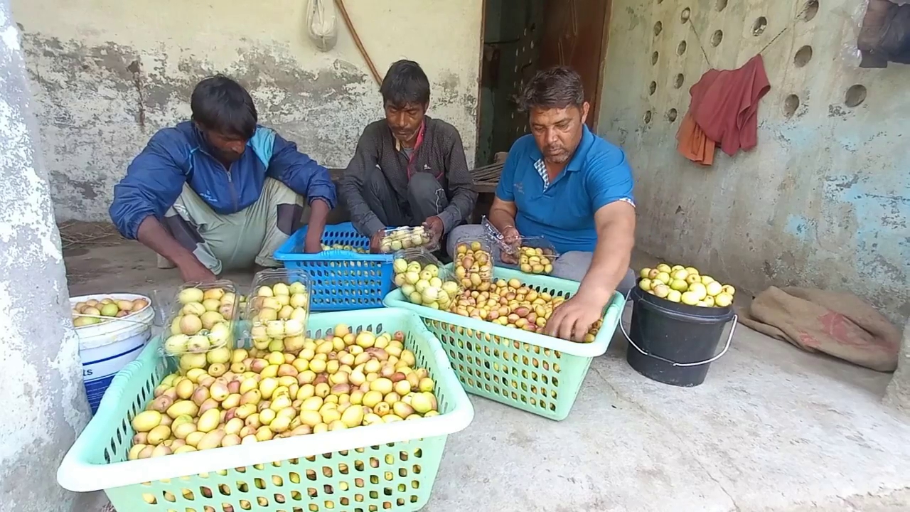 berry cultivation sonipat haryana