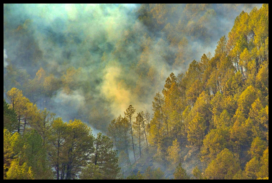 Fire incident in Himachal forests