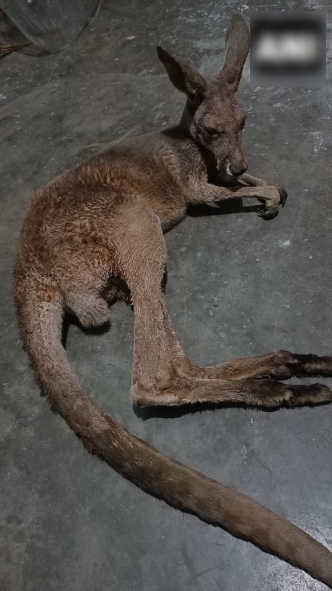 Kangaroos Rescued in Bengal