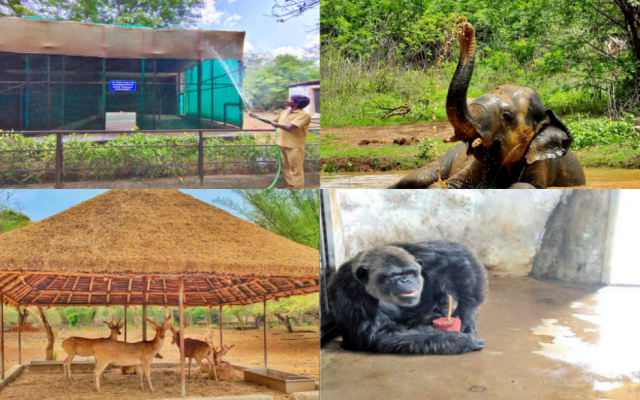 Arignar Anna Zoological Park  vandalur zoo  summer precautions in vandalur zoo  artificial rain for animals at vandalur zoo  வண்டலூர் உயிரிழல் பூங்கா  வண்டலூர் உயிரிழல் பூங்காவில் செயற்கை மழை  கோடை வெப்பத்தை தனிக்க வண்டலூர் பூங்காவில் புதுய முயற்ச்சி