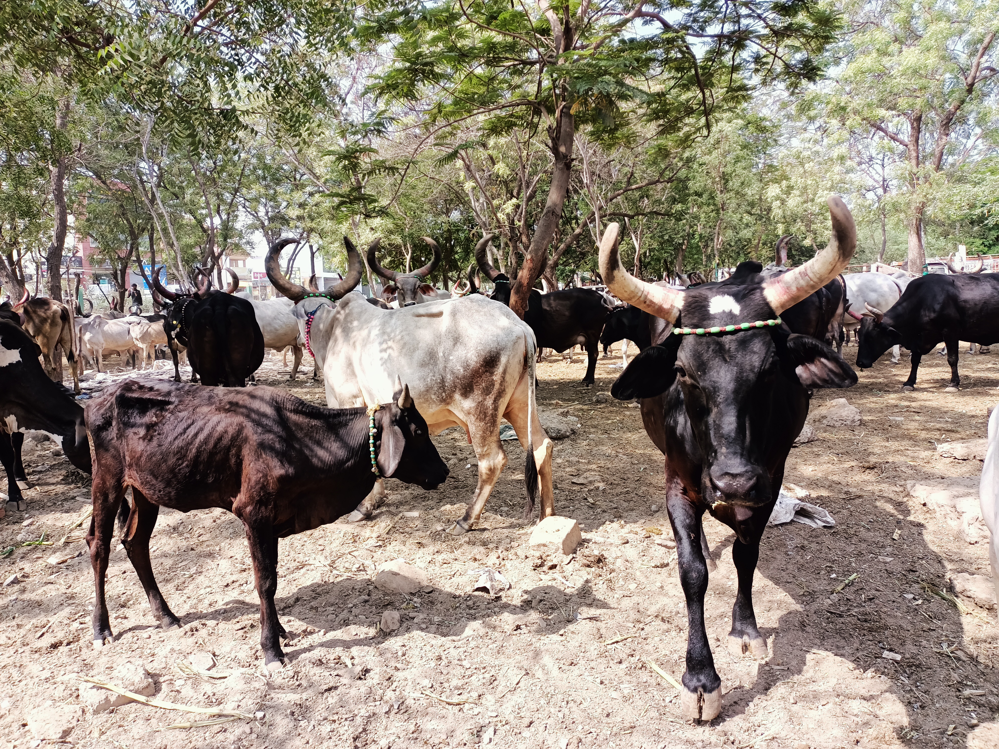 ચરિયાણ માટે પશુઓના વાડા પણ નથી રહ્યા