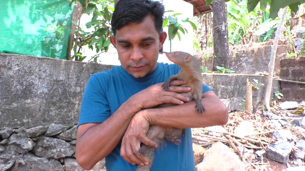 Mongoose Friendship with Man