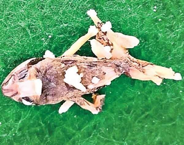 The frog carcass that came in the veggie biryani