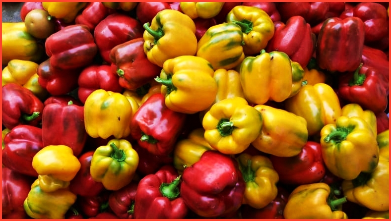 farming of capsicum in Solan