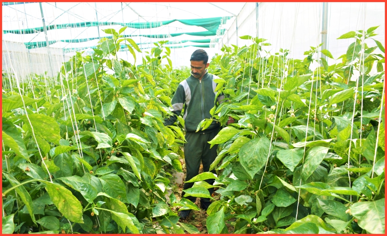 farming of capsicum in Solan