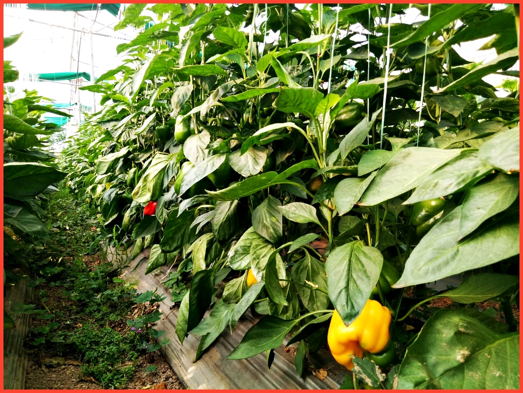 farming of capsicum in Solan