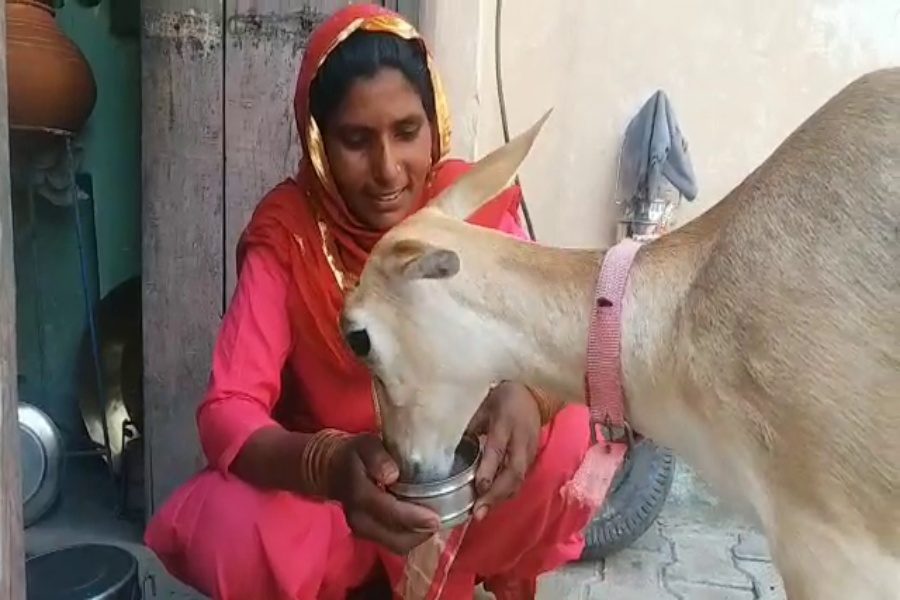 deer and woman Friendship in Panipat