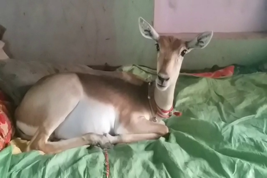 deer and woman Friendship in Panipat