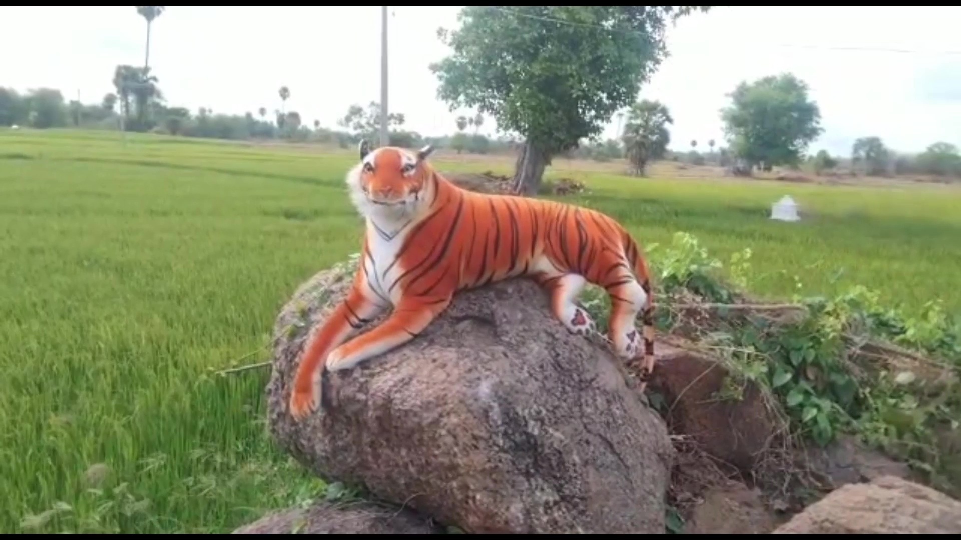 crops  protect with tiger