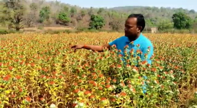 -cultivation-of-saffron-in-bokaro