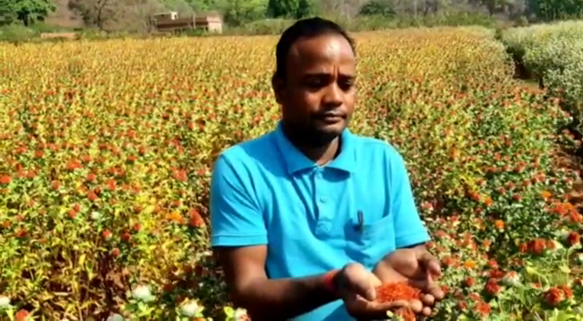 cultivation-of-saffron-in-bokaro