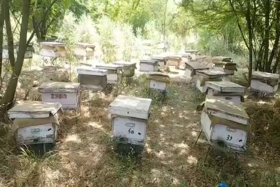 bee farming in faridabad