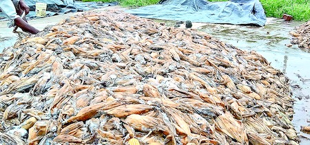 floods at krishna district