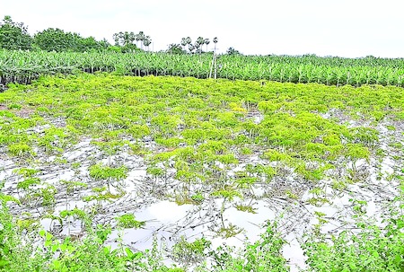 rains at guntur district