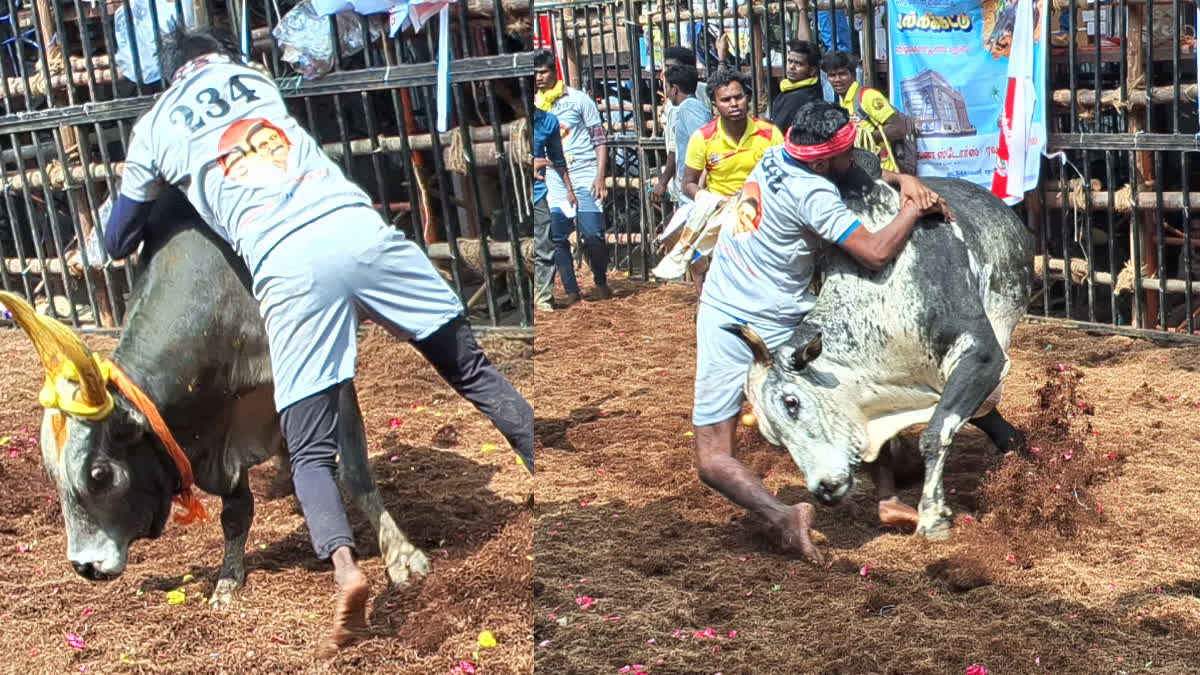 மதுரை அவனியாபுரம் ஜல்லிக்கட்டு