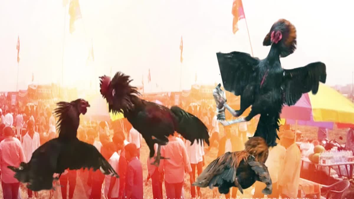 cock_fights_in_andhra