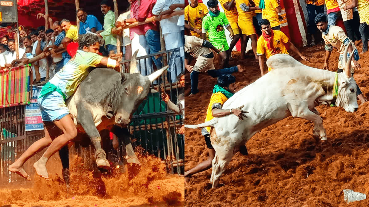 Madurai Avaniyapuram Jallikattu  Jallikattu Tamil Nadu  മധുര ജല്ലിക്കെട്ട്  പൊങ്കല്‍ ആഘോഷങ്ങള്‍