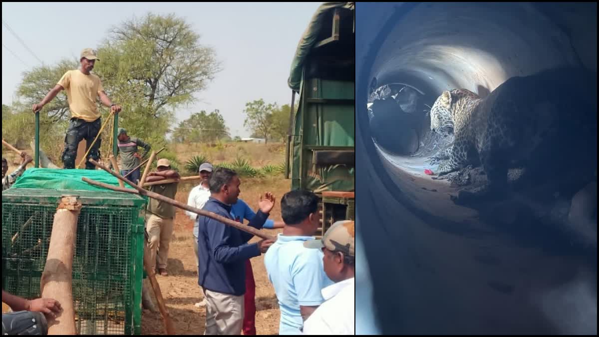 Forest department rescued mother and baby leopard got stuck in pipeline in Mysore