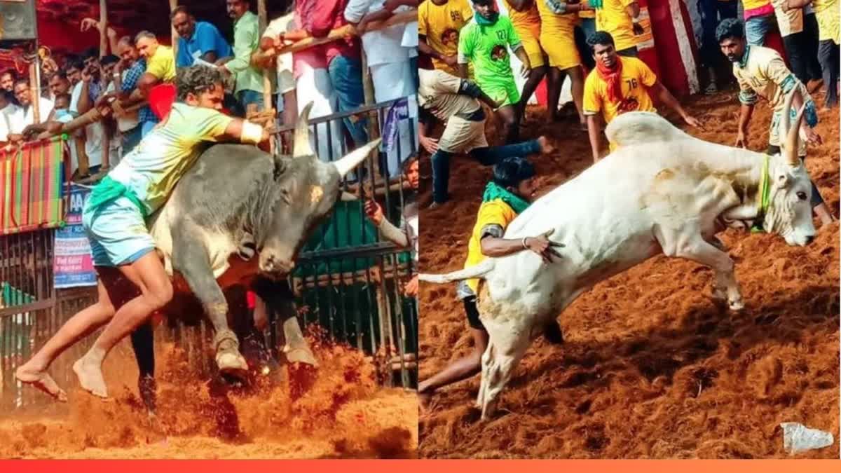 Avaniyapuram Jallikattu