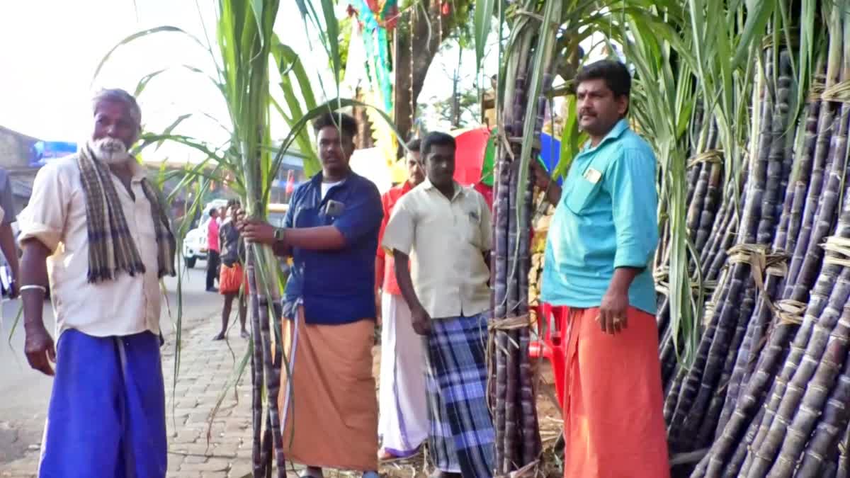 Ponkal Celebrations in Idukki  ഇടുക്കിയിലെ പൊങ്കൽ  munnar ponkal  കേരളത്തിൽ പൊങ്കൽ ആഘോഷം  Ponkal in Kerala