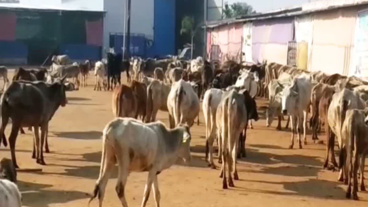 Congress MLA Babu Jandel protest