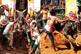 Madurai Avaniyapuram jallikattu competition live