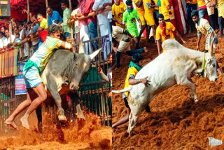 madurai Avaniyapuram Jallikattu competition