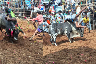 Madurai Avaniyapuram jallikattu competition live