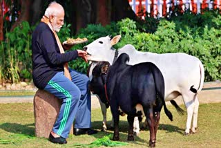 PM Modi Feeds Cows  Modi with Punganur cows  മോദി പശു പരിപാലനം  മോദി പുങ്കന്നൂർ പശു