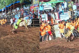 Avaniyapuram Jallikattu