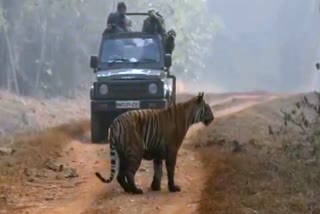 Tiger Attacks Wild Boar