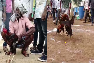 Cockfighting and gabbling  Sankranti  സംക്രാന്തി കോഴിപ്പോര്  ആന്ധ്രയിലെ സംക്രാന്തി ആഘോഷം