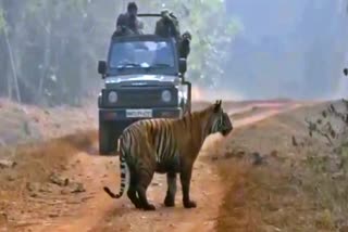 tiger attack  Tadoba tiger reserve  Viral video  ಕಾಡು ಹಂದಿಯ ಮೇಲೆ ಹುಲಿ ದಾಳಿ  ಹುಲಿ ಸಂರಕ್ಷಿತ ಅರಣ್ಯ  ಸಫಾರಿ ವಾಹನ