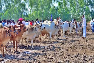 Sankranti Edla Pandalu in Asifabad