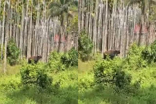wild buffalo attack  Nilambur Vadapuram buffalo  മലപ്പുറം നിലമ്പൂർ കാട്ടുപോത്ത്  വടപുറത്ത് കാട്ടുപോത്ത് ഇറങ്ങി